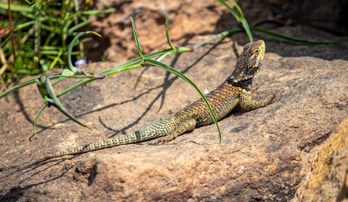 St Kilda Uniting Church Prayer for lizard