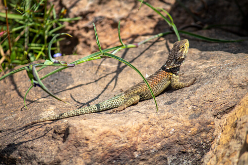 St Kilda Uniting Church Prayer for lizard