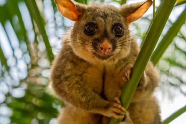 St kilda uniting church John Cranmer’s possum