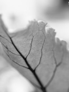 leaf veins